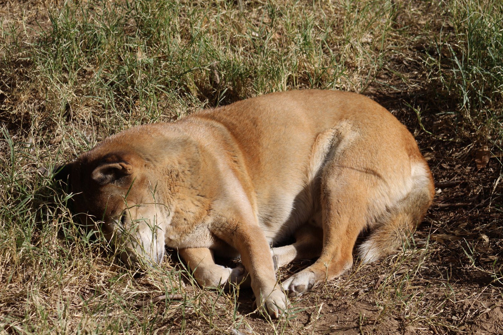 New Guinea Singing Dog