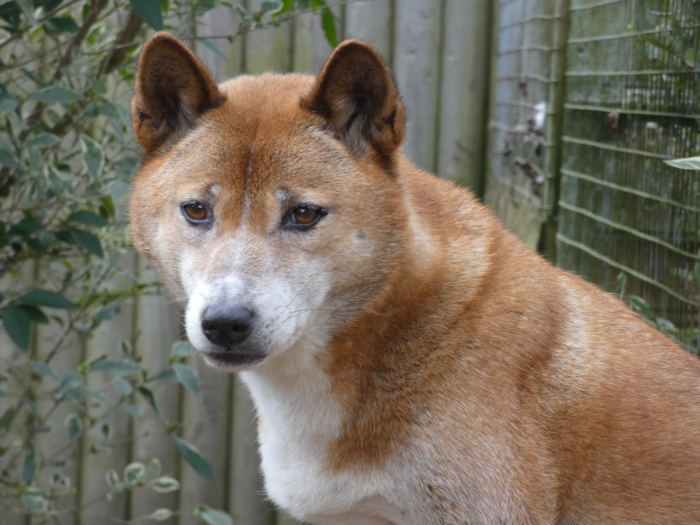 New Guinea Singing Dog