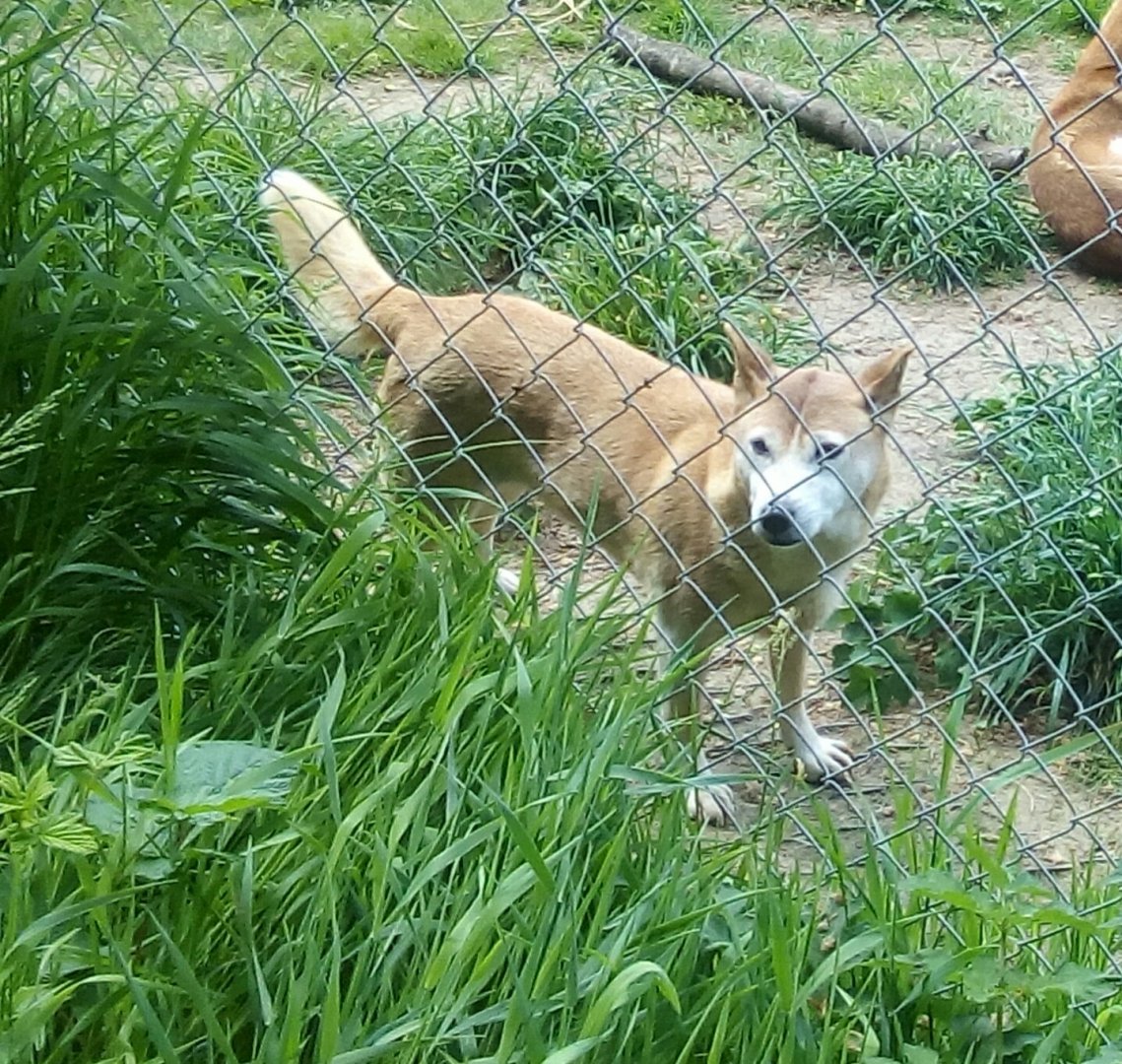 New Guinea Singing Dog