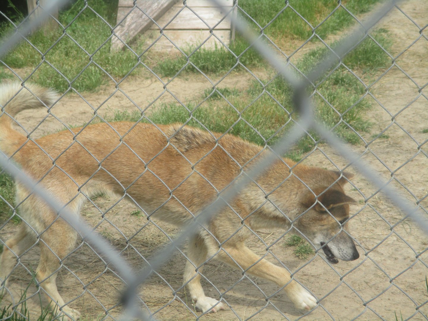 New Guinea Singing dog