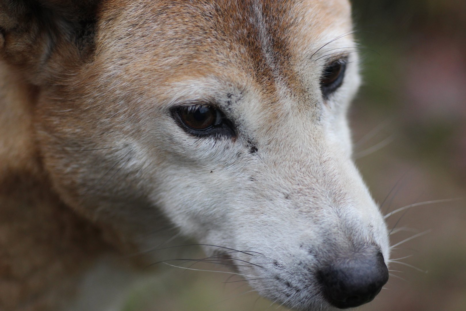 New Guinea Singing Dog