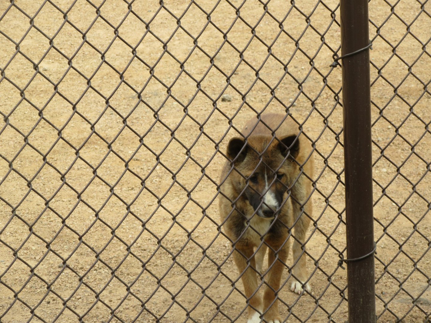 New Guinea Singing Dog