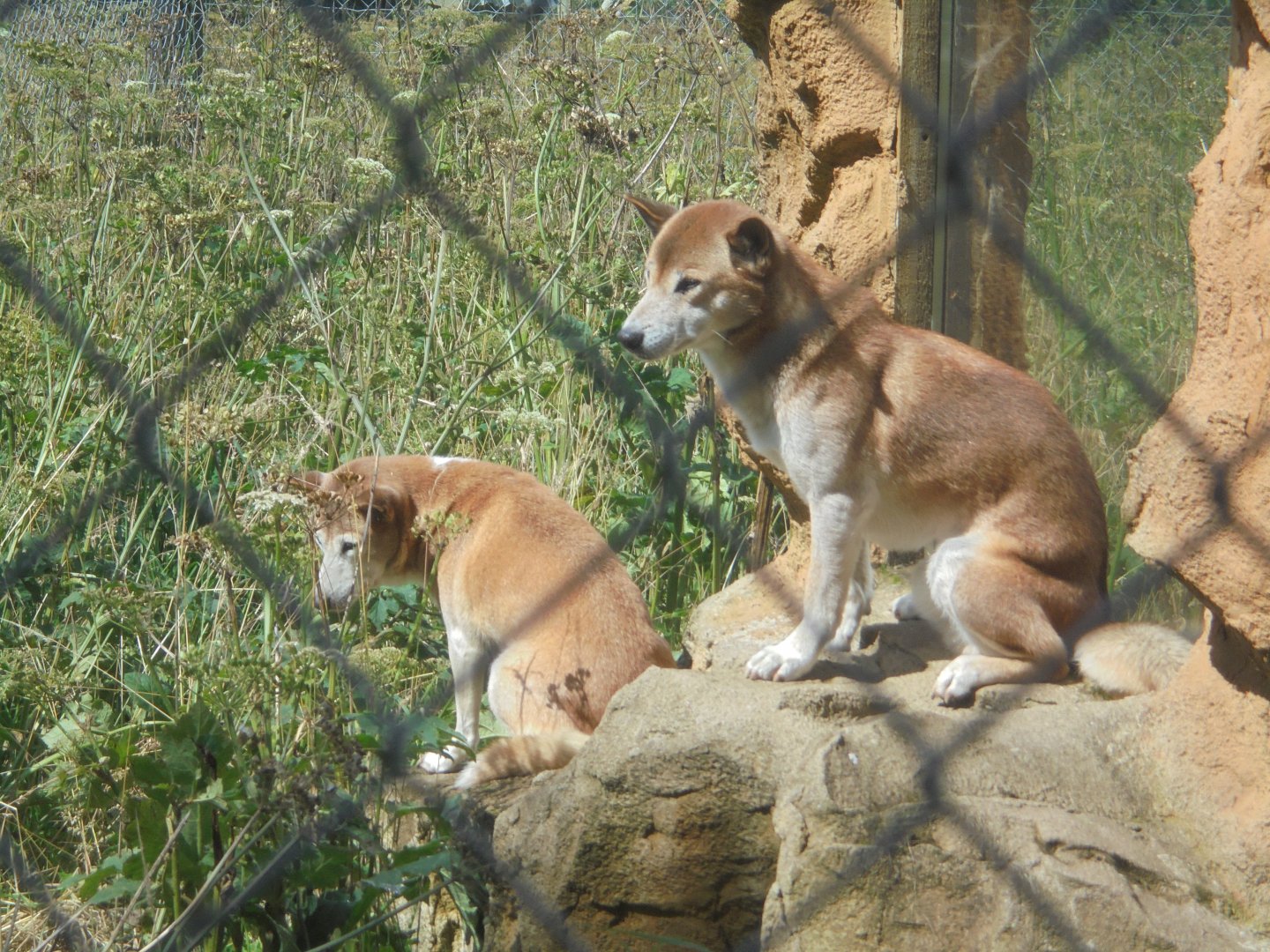 New Guinea Singing Dog.