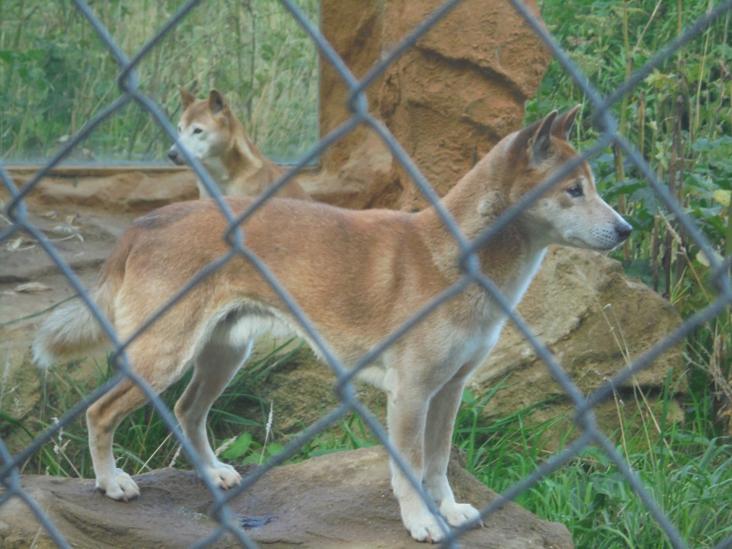 New Guinea Singing Dog.