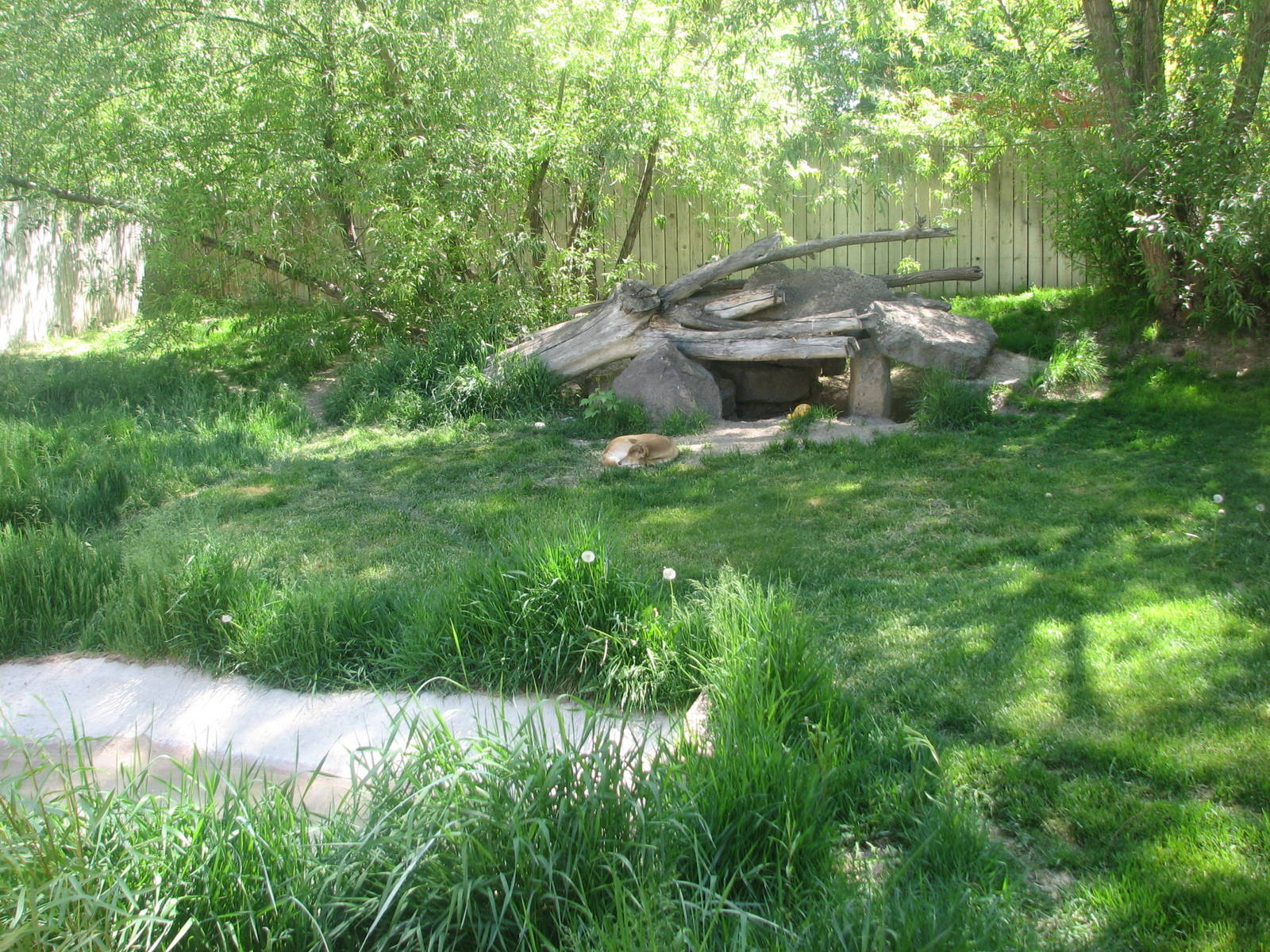 New Guinea Singing Dog