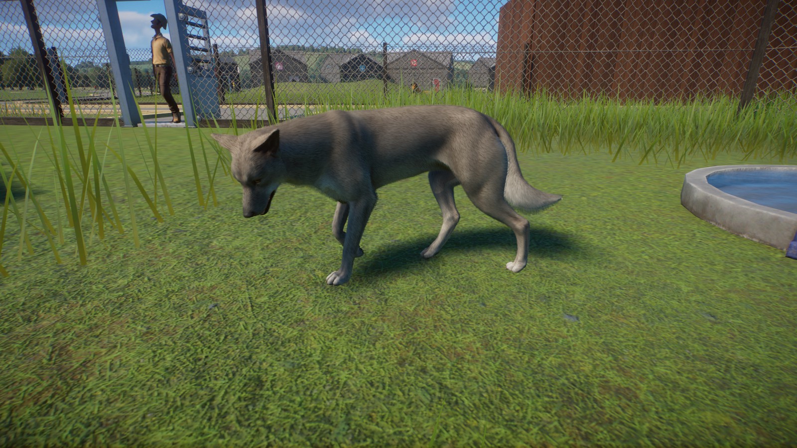 New Guinea Singing Dog