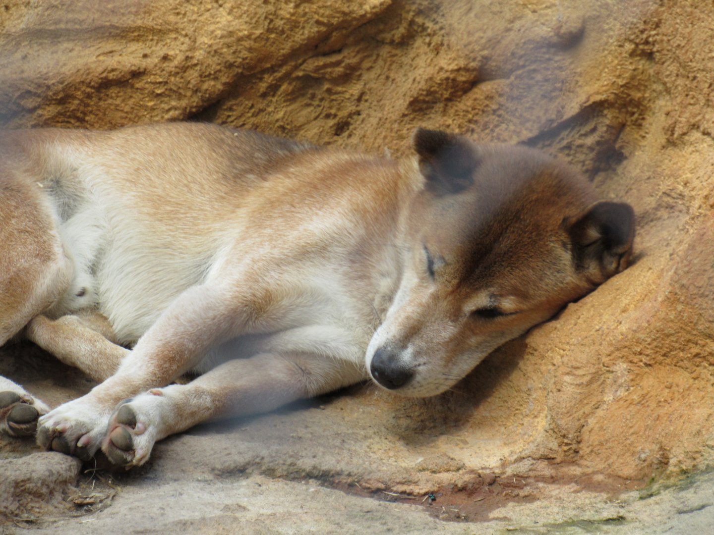 New Guinea Singing Dog