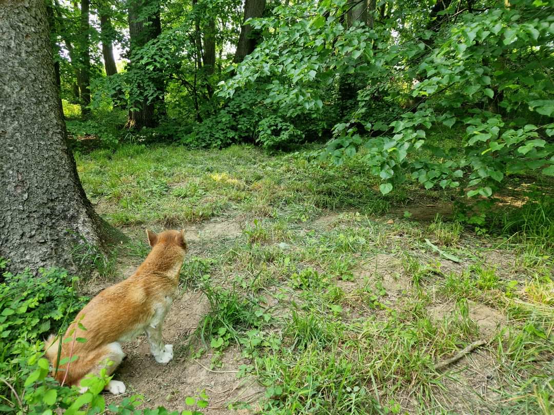 New Guinea Singing Dog