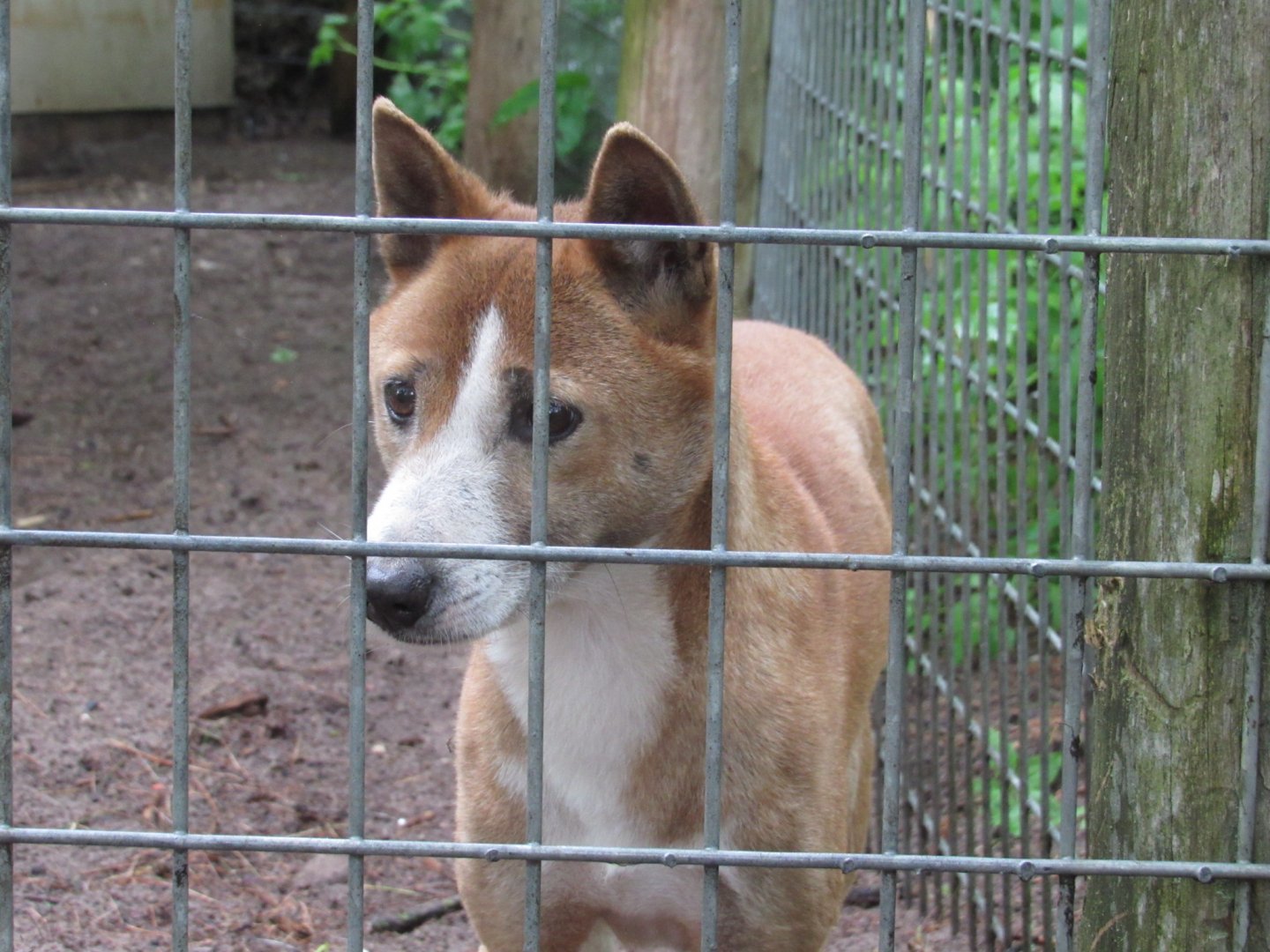 New Guinea Singing Dog