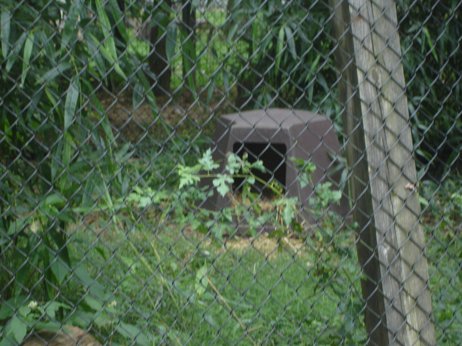 New Guinea Singing Dog