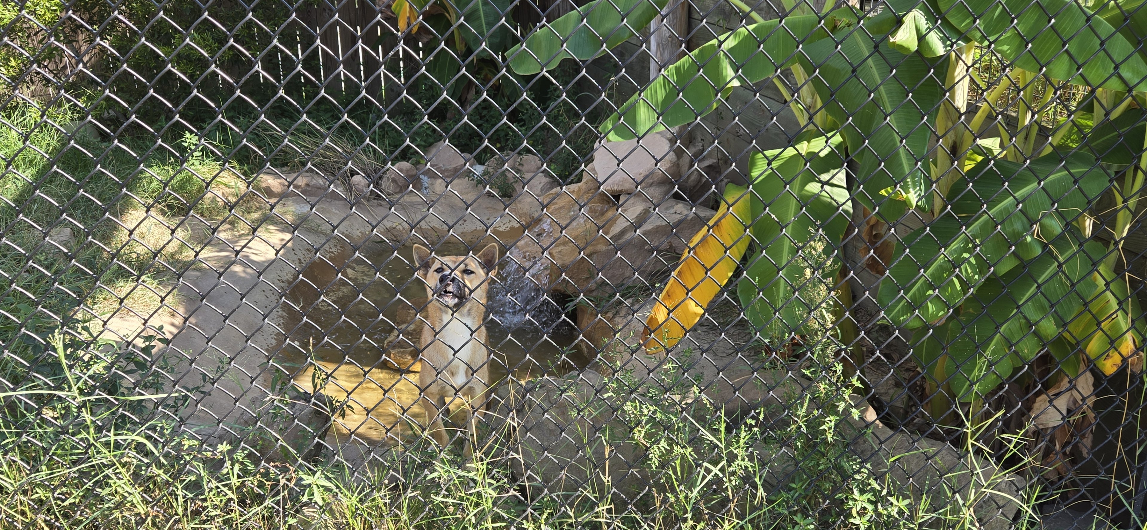 New Guinea Singing Dog