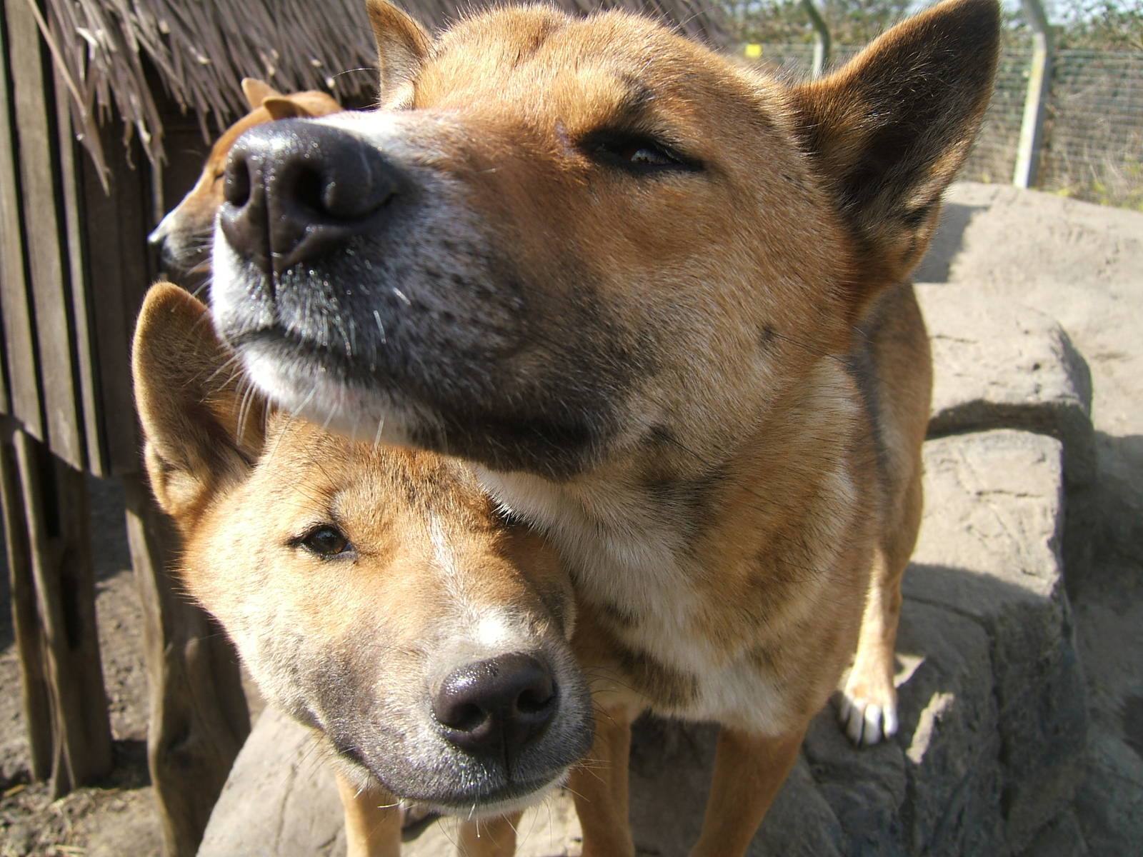 New Guinea singing dogs at RSCC, 2 April 2010