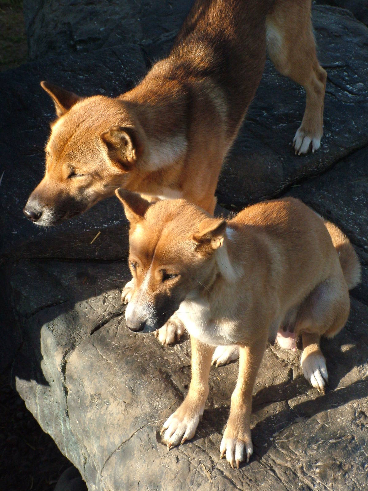 New Guinea Singing Dogs at the RSCC 28/11/09