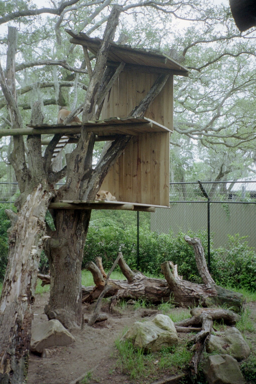New Guinea Singing Dogs
