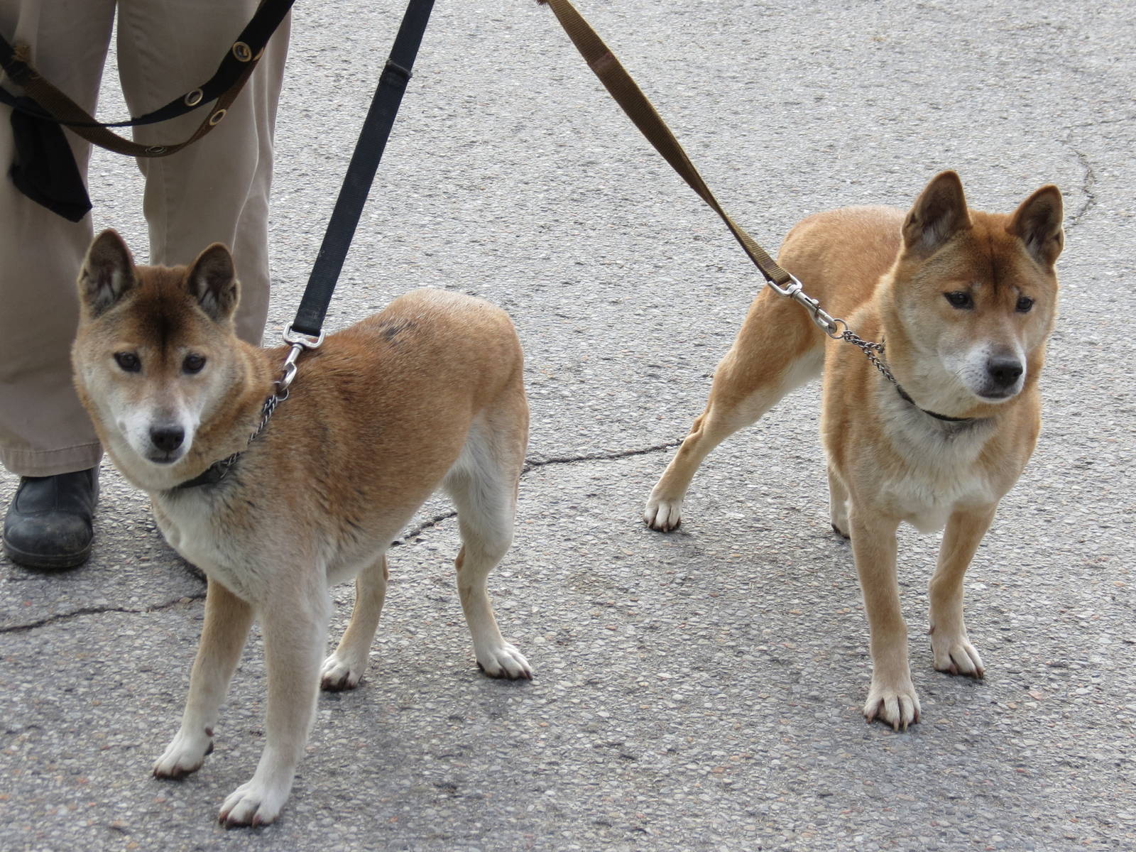 New Guinea Singing Dogs