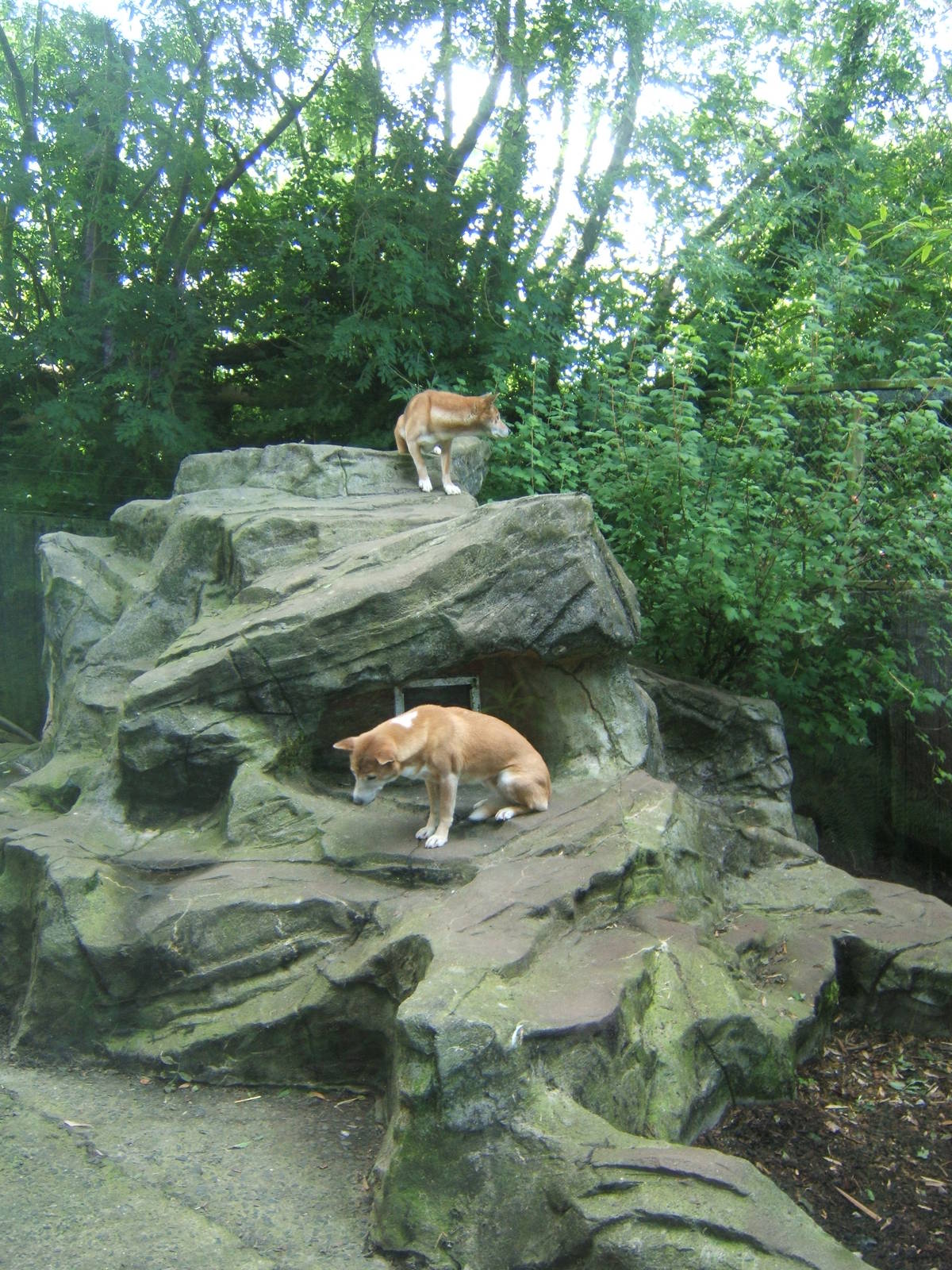 New Guinea Singing Dogs