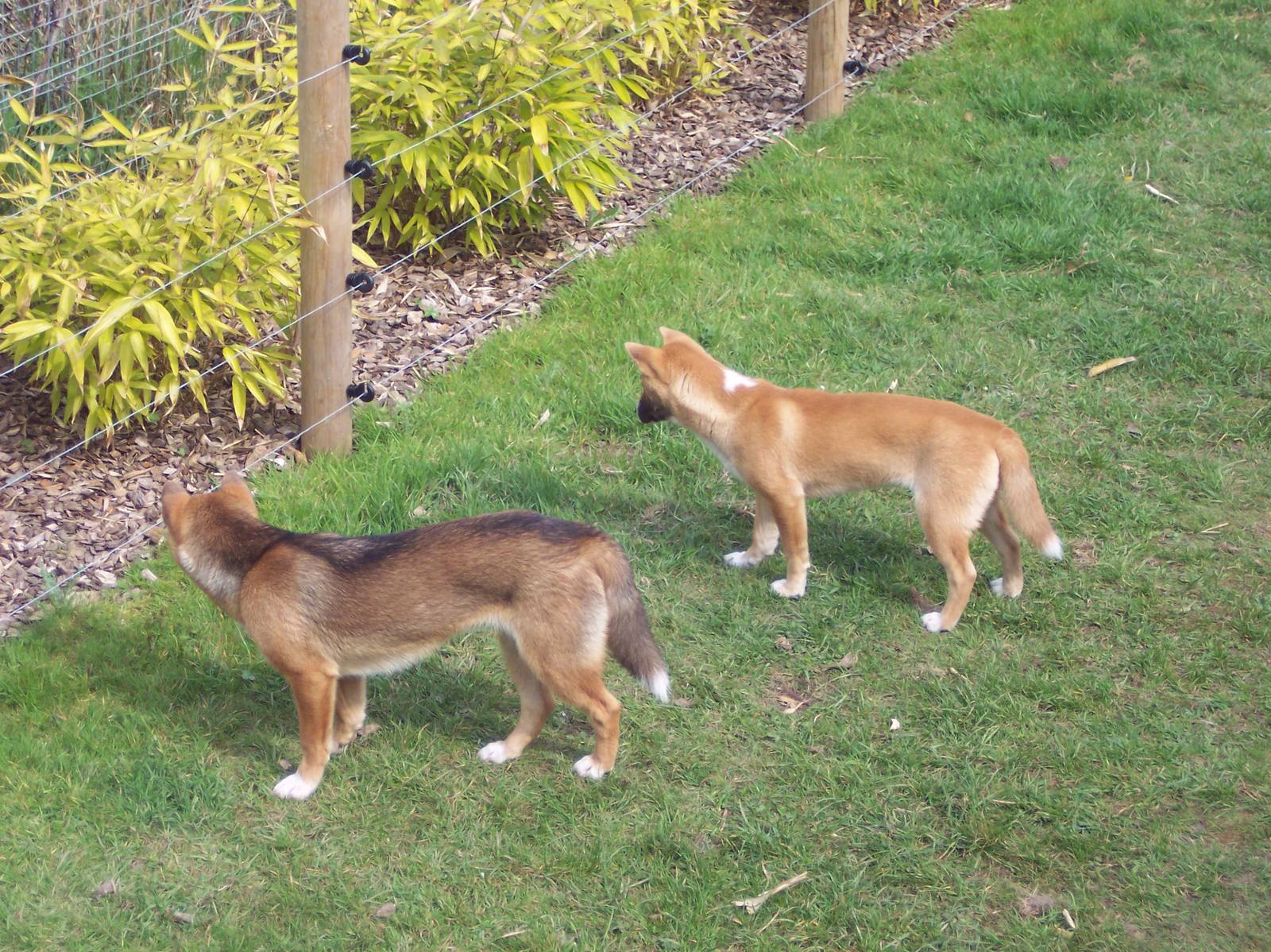 New Guinea Singing Dogs