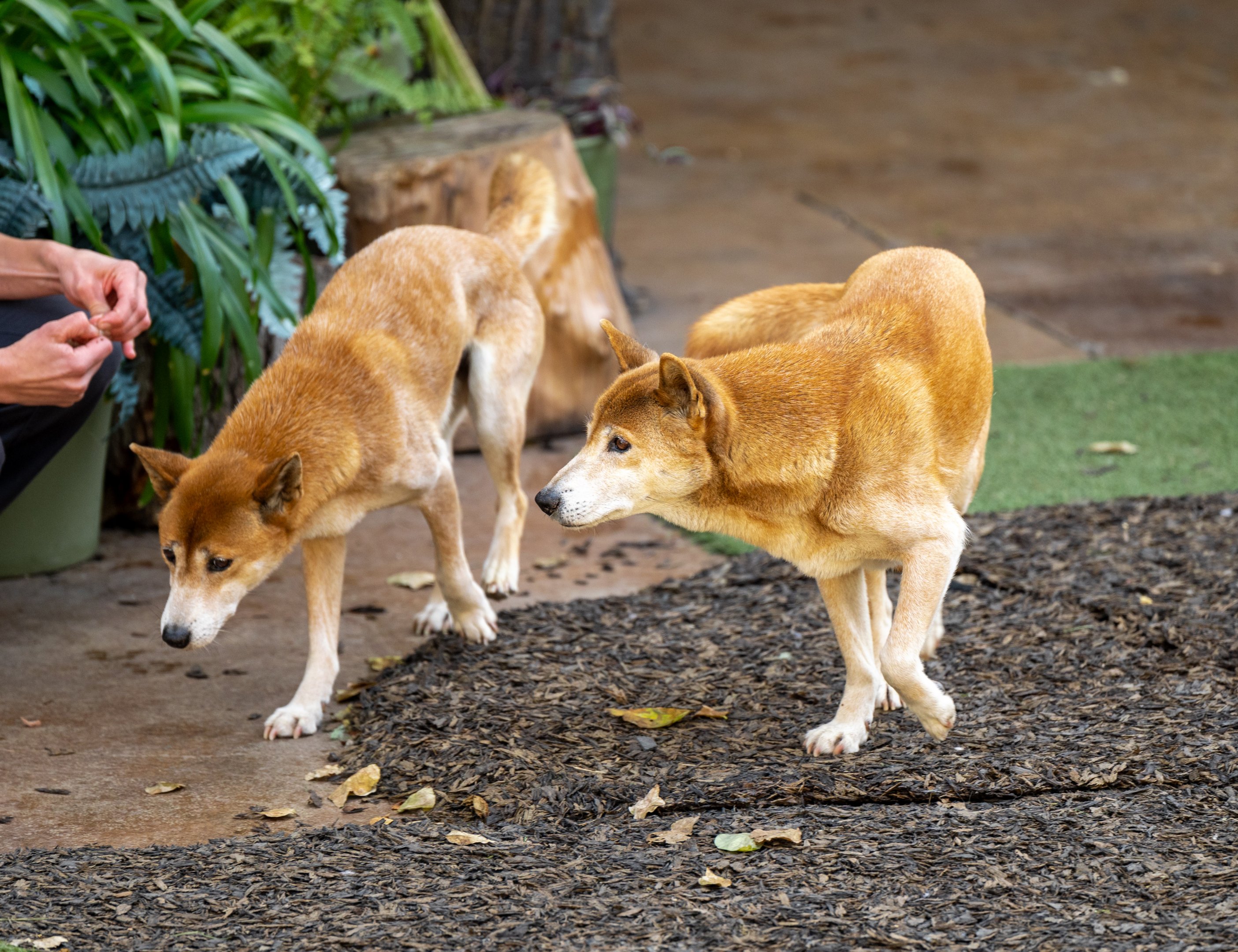 New Guinea Singing Dogs