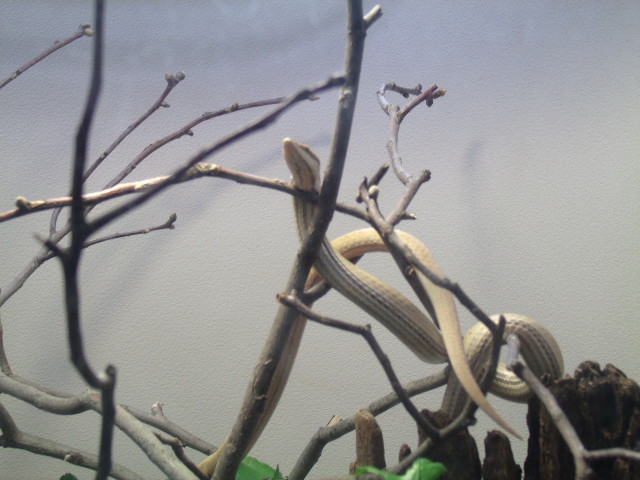 New Guinea Snake Lizard