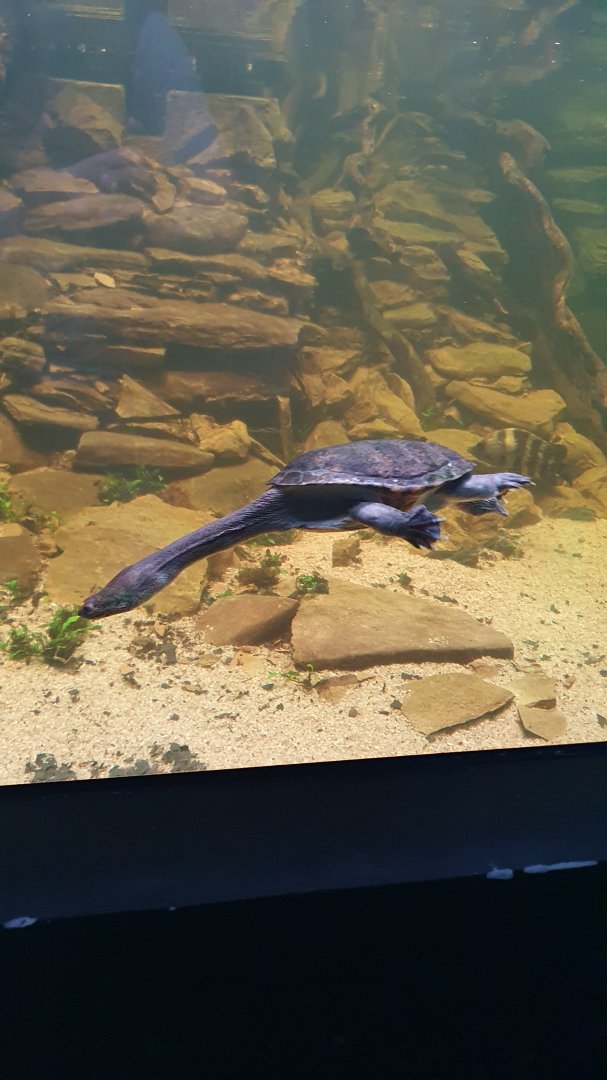 New Guinea Snakeneck (Chelodina novaeguineae) - Museum Komodo