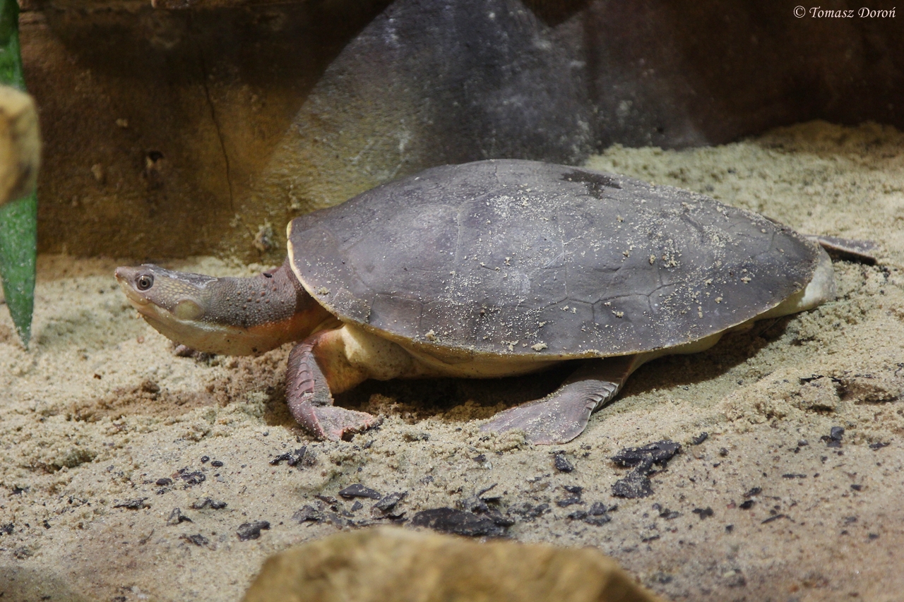 New Guinea Snapping Turtle (Elseya branderhorstii)
