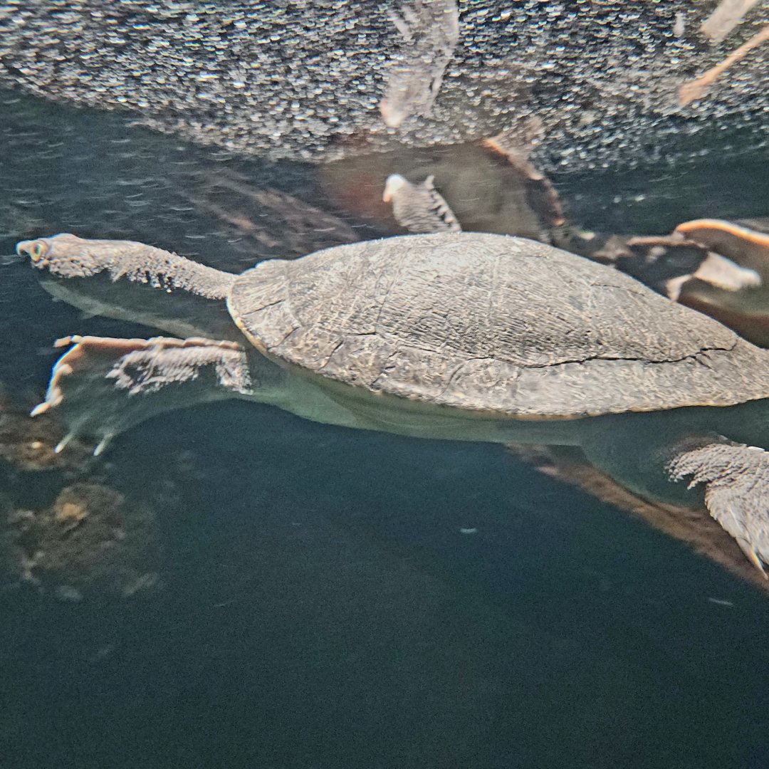 New Guinea Snapping Turtle (Elseya novaeguineae)