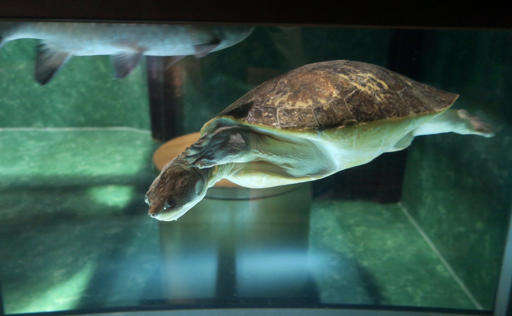 New Guinea Snapping Turtle (Elseya novaeguineae)