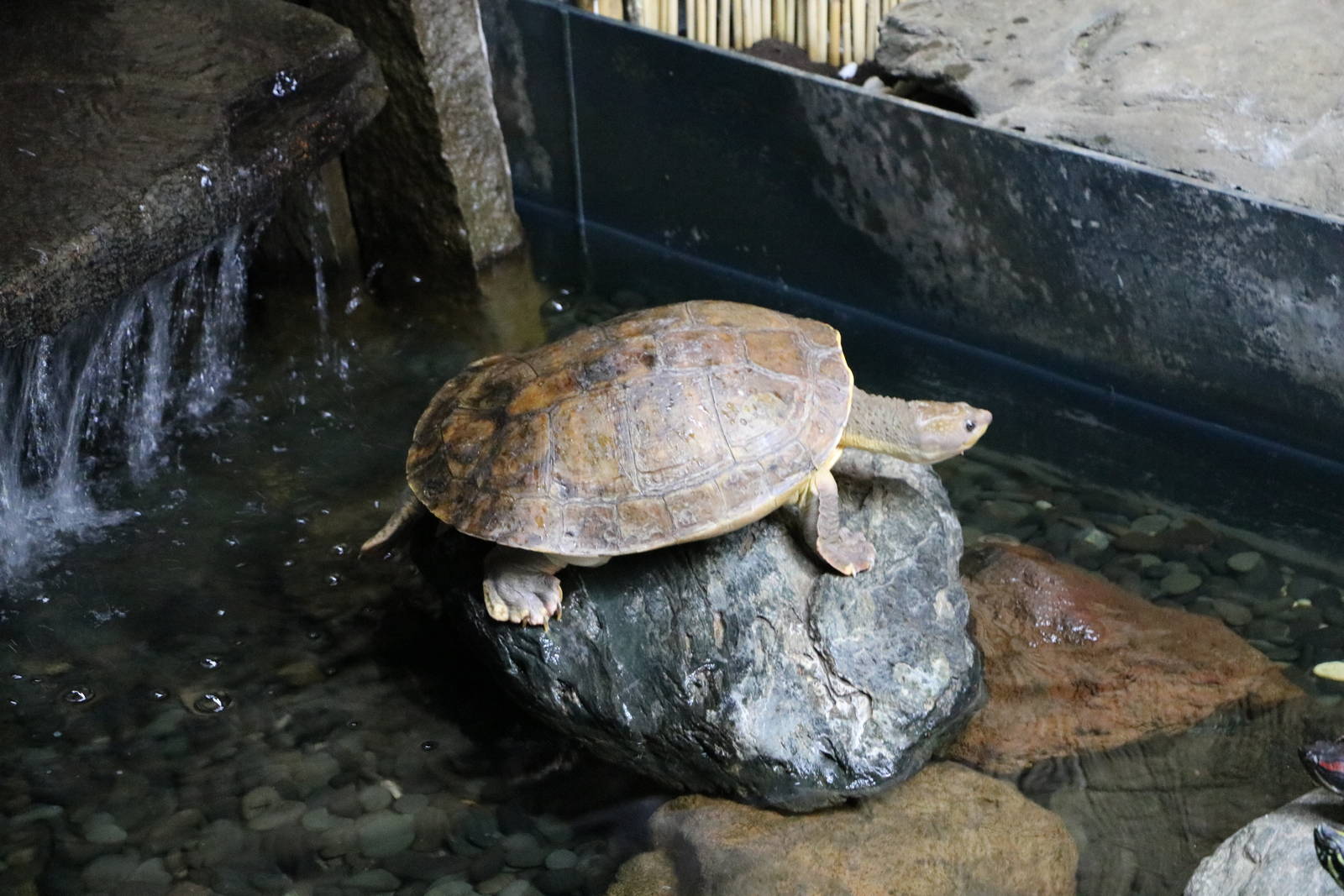New Guinea snapping turtle - Tokyo Tower Aquarium, February 2016