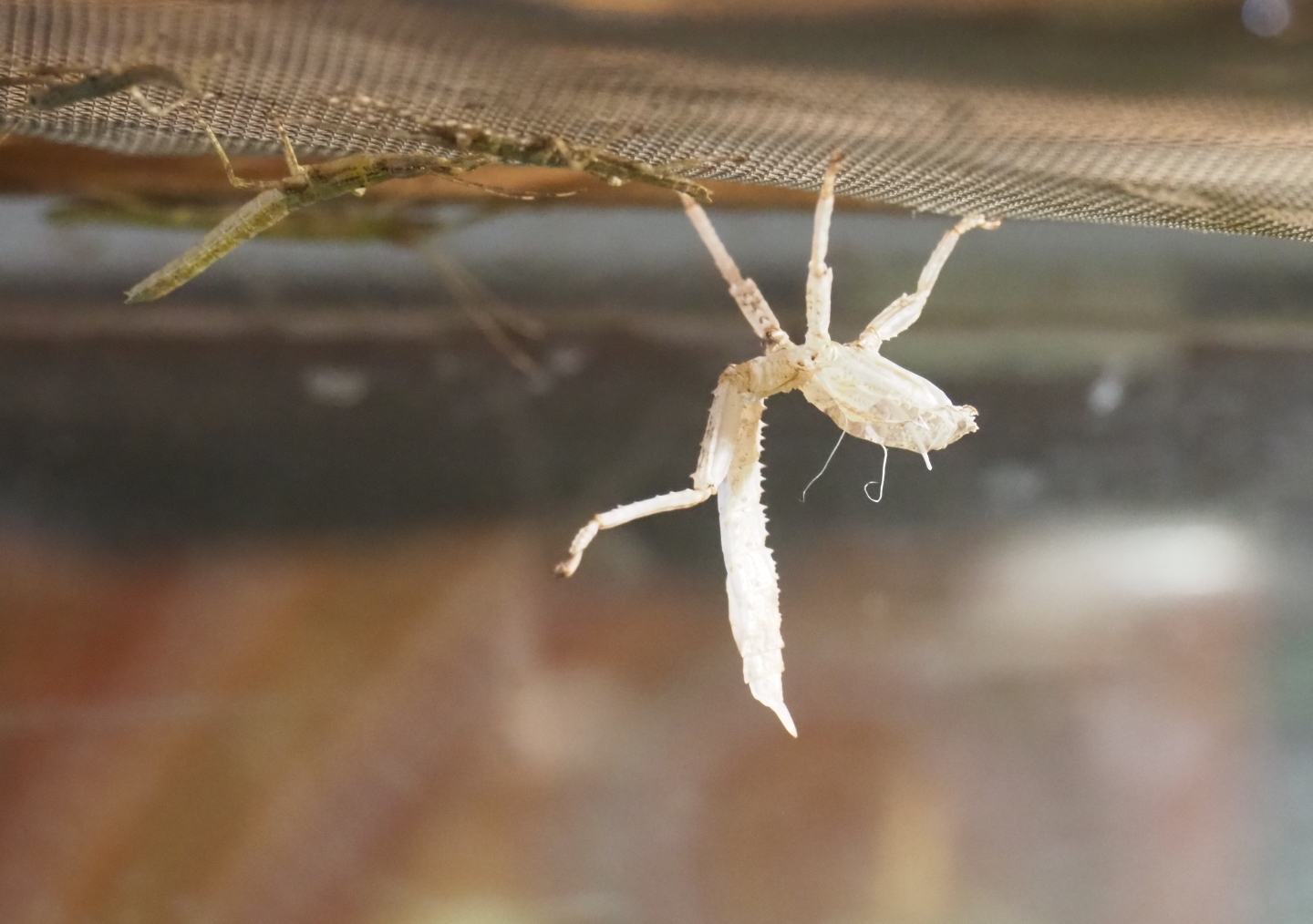 New Guinea Spiny Stick Insect  (Eurycantha calcarata ) - Individuals and moulted skin (Jan 20th, 2019)