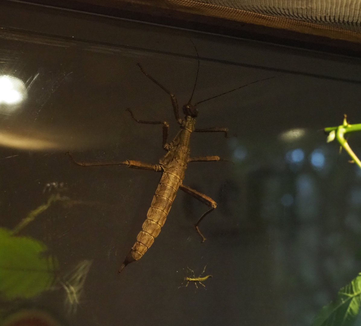 New Guinea spiny stick Insects (Eurycantha calcarata), 2020-01-11