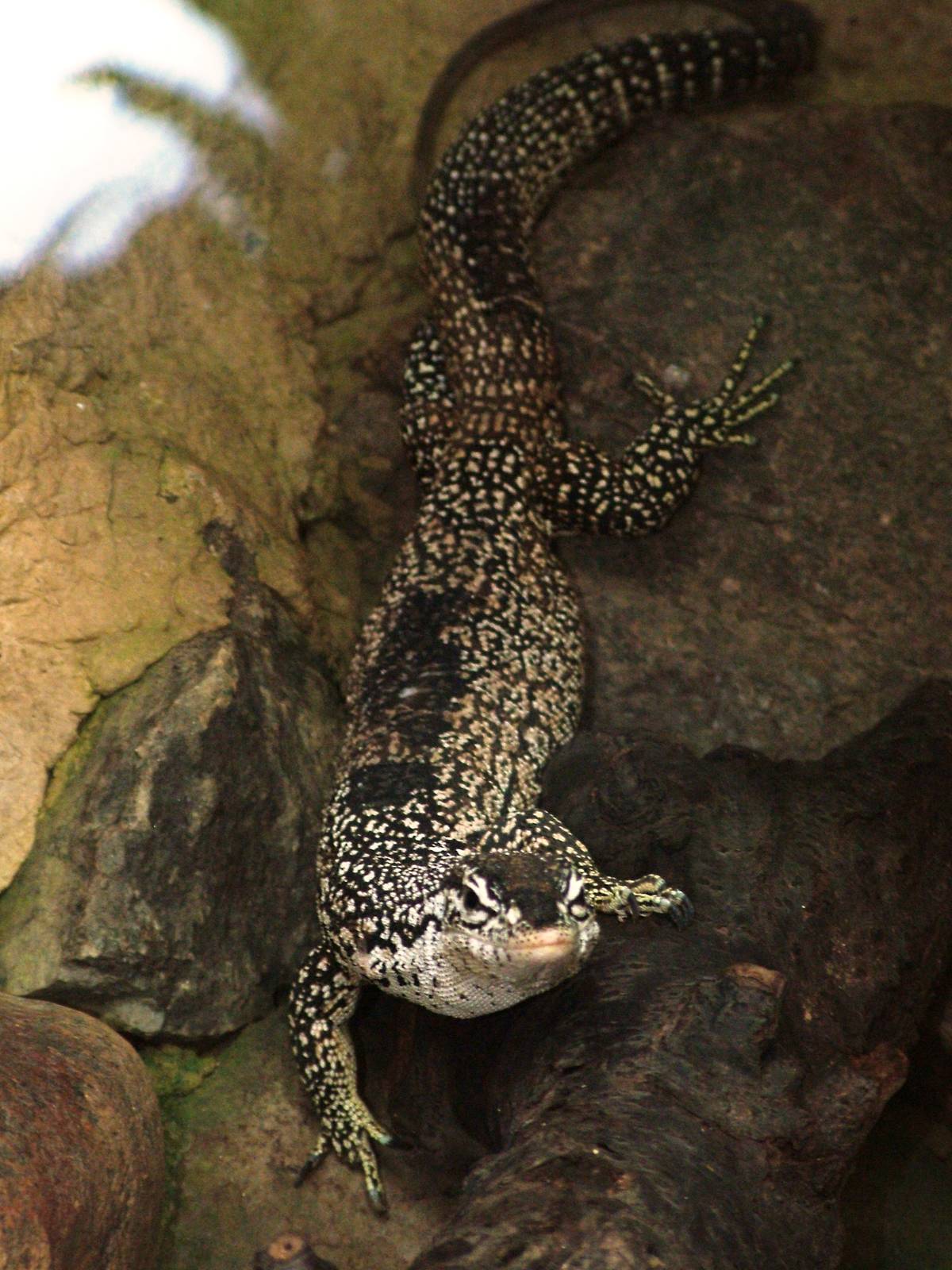 New Guinea Spotted Tree Monitor at Dresden, 29/08/12