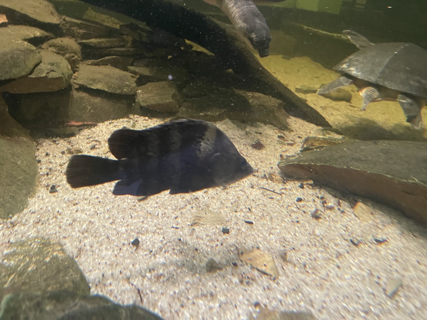 new guinea tiger perch (datniodes campbelli) - museum komodo
