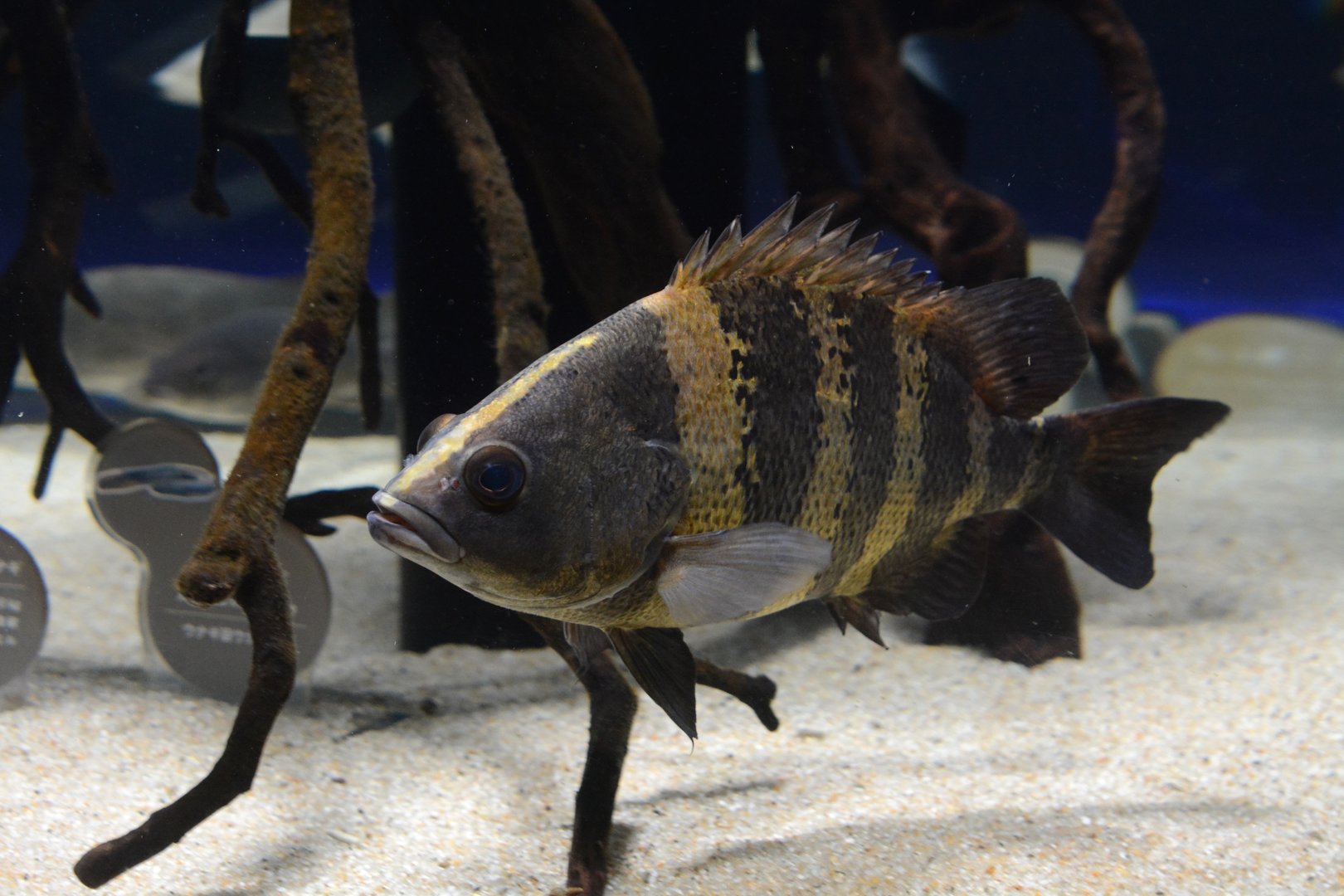 New Guinea tiger perch (Datnioides campbelli)