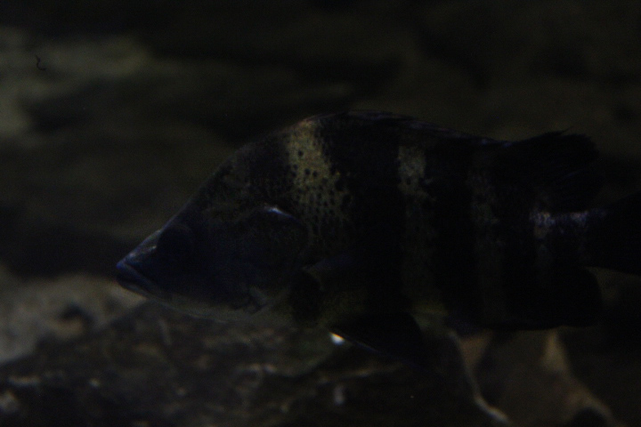 New Guinea tigerfish (Datnioides campbelli)