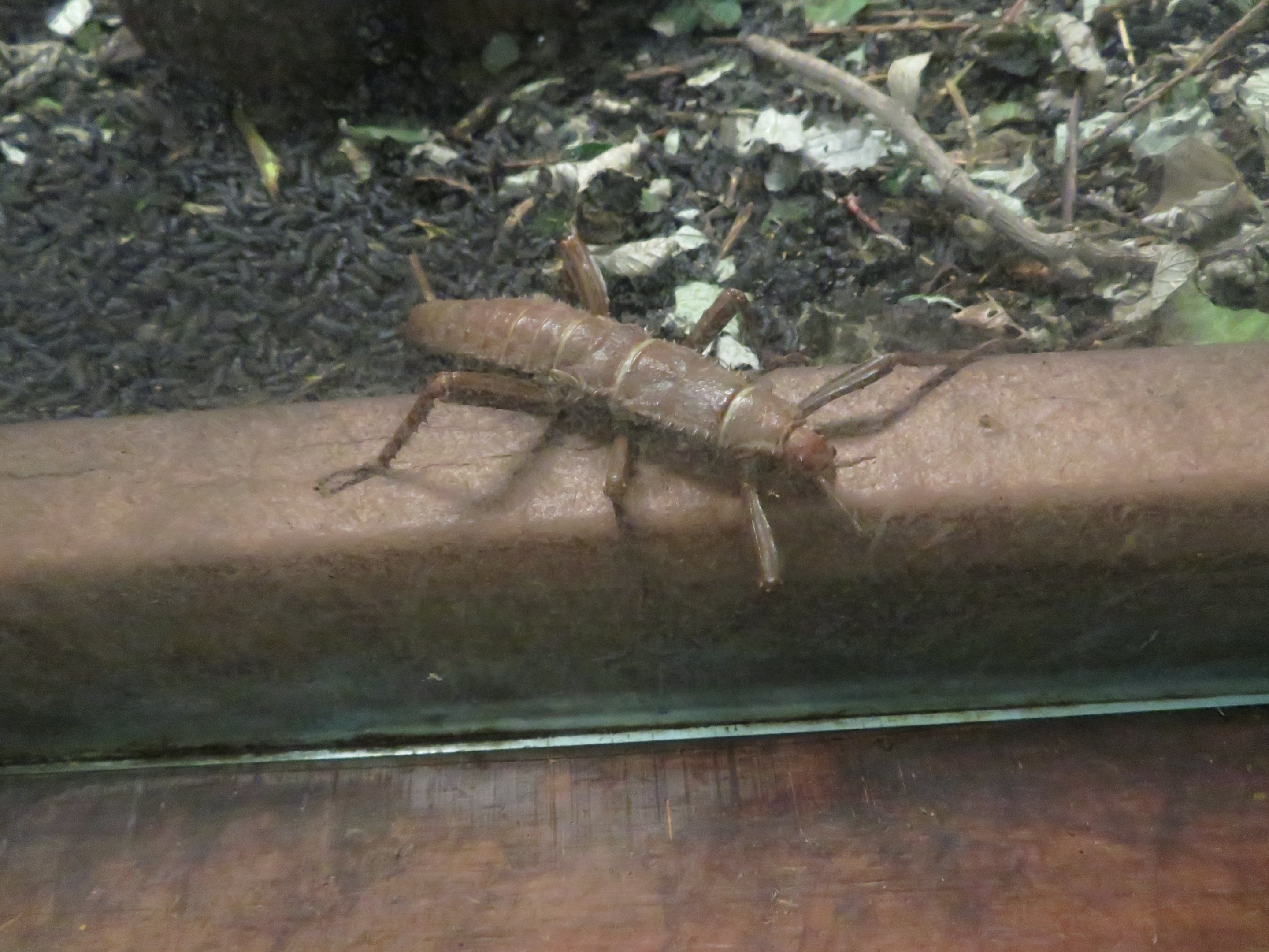 New Guinea Walking Stick