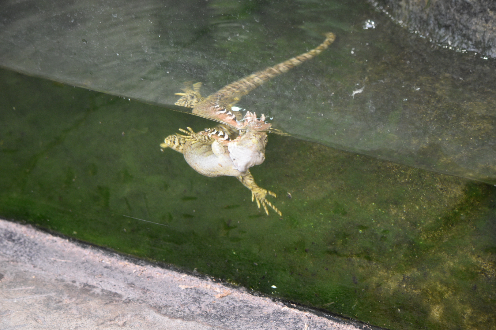 New Guinea Water Dragon