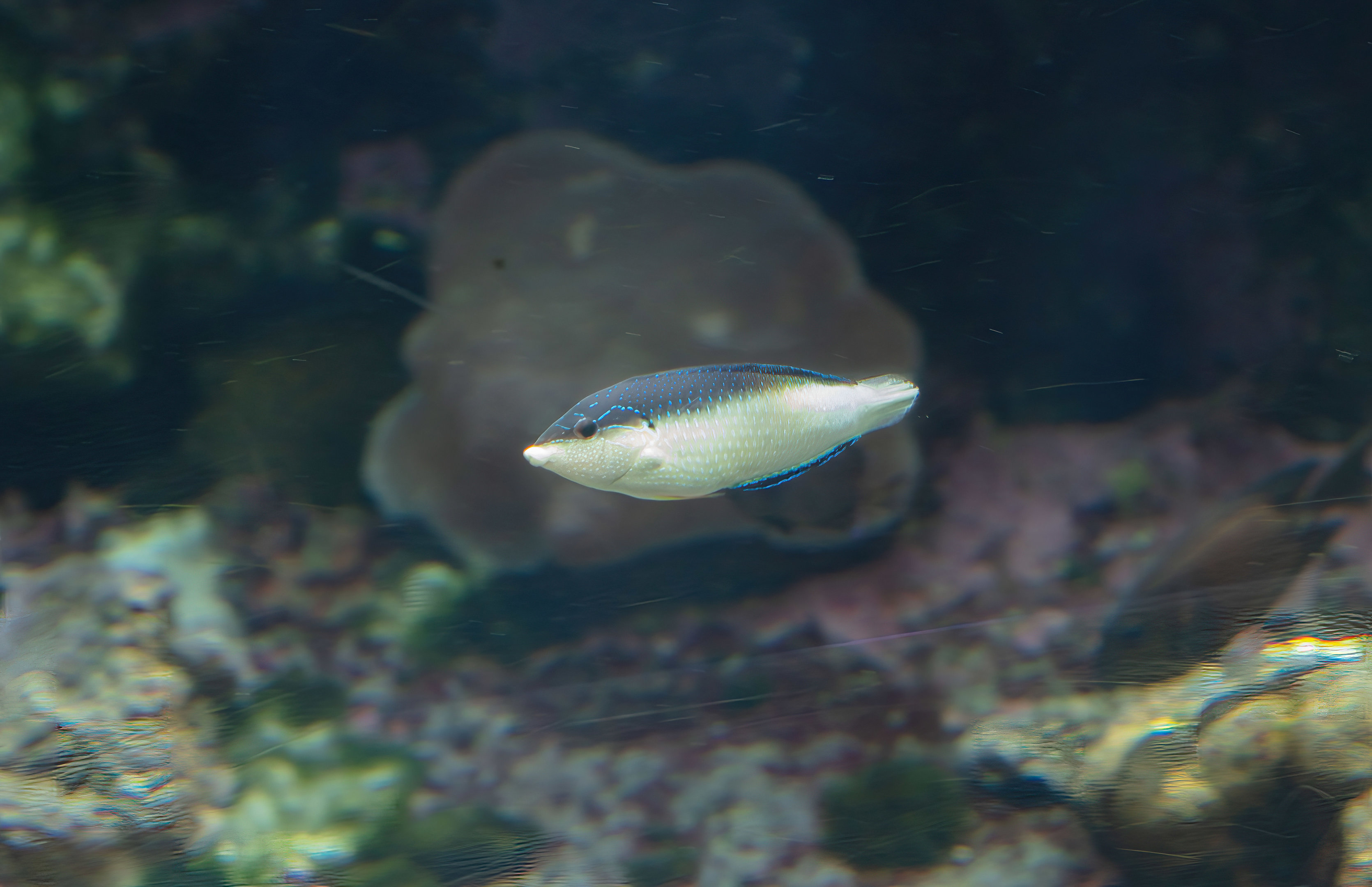 New Guinea Wrasse female