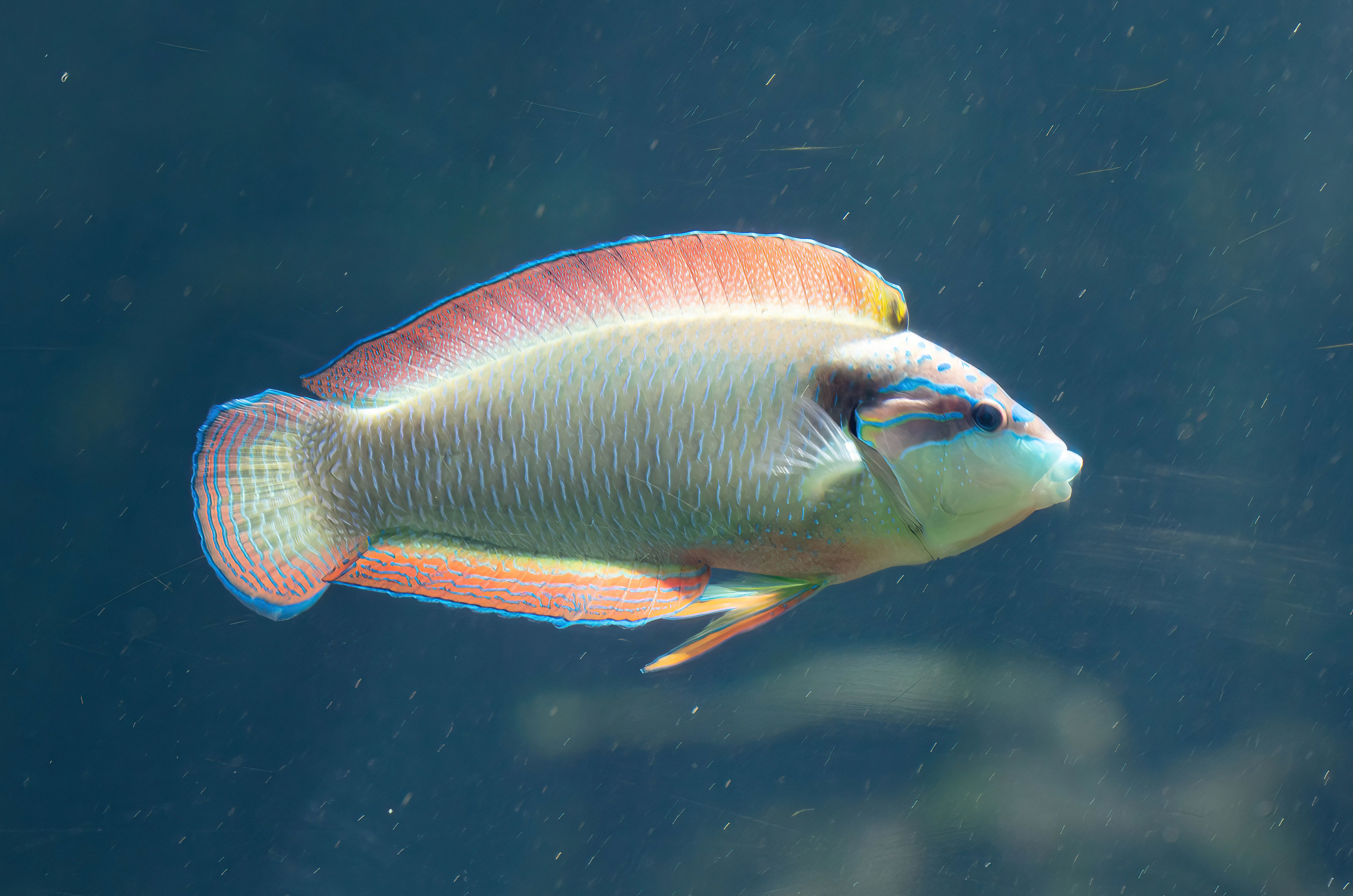 New Guinea Wrasse male
