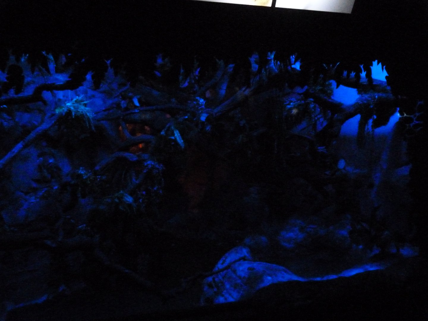 New Guinean ground cuscus exhibit -Faunia (2025)