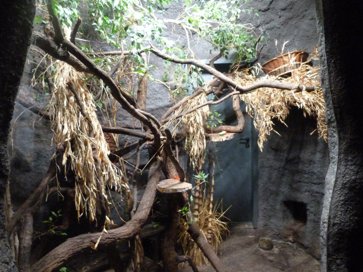 New Guinean ground cuscus exhibit -Zoo Praha (2025)