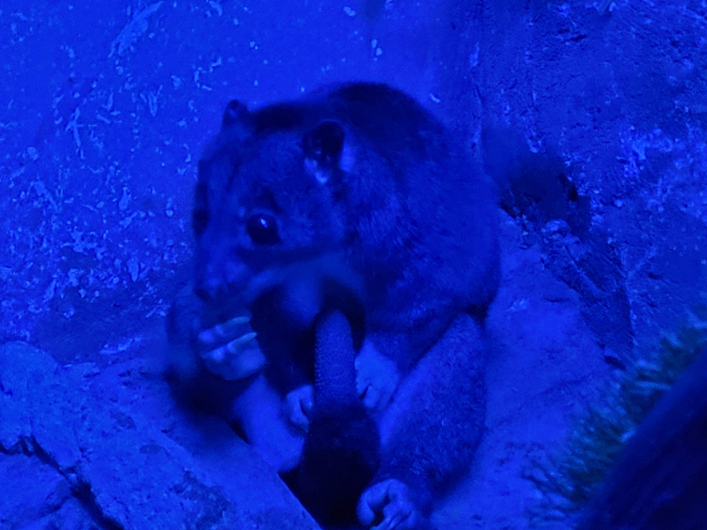 New Guinean ground cuscus -Faunia (2025)