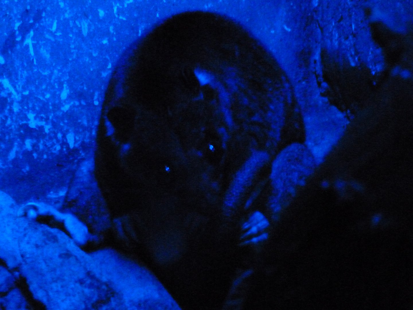 New Guinean ground cuscus -Faunia (2025)