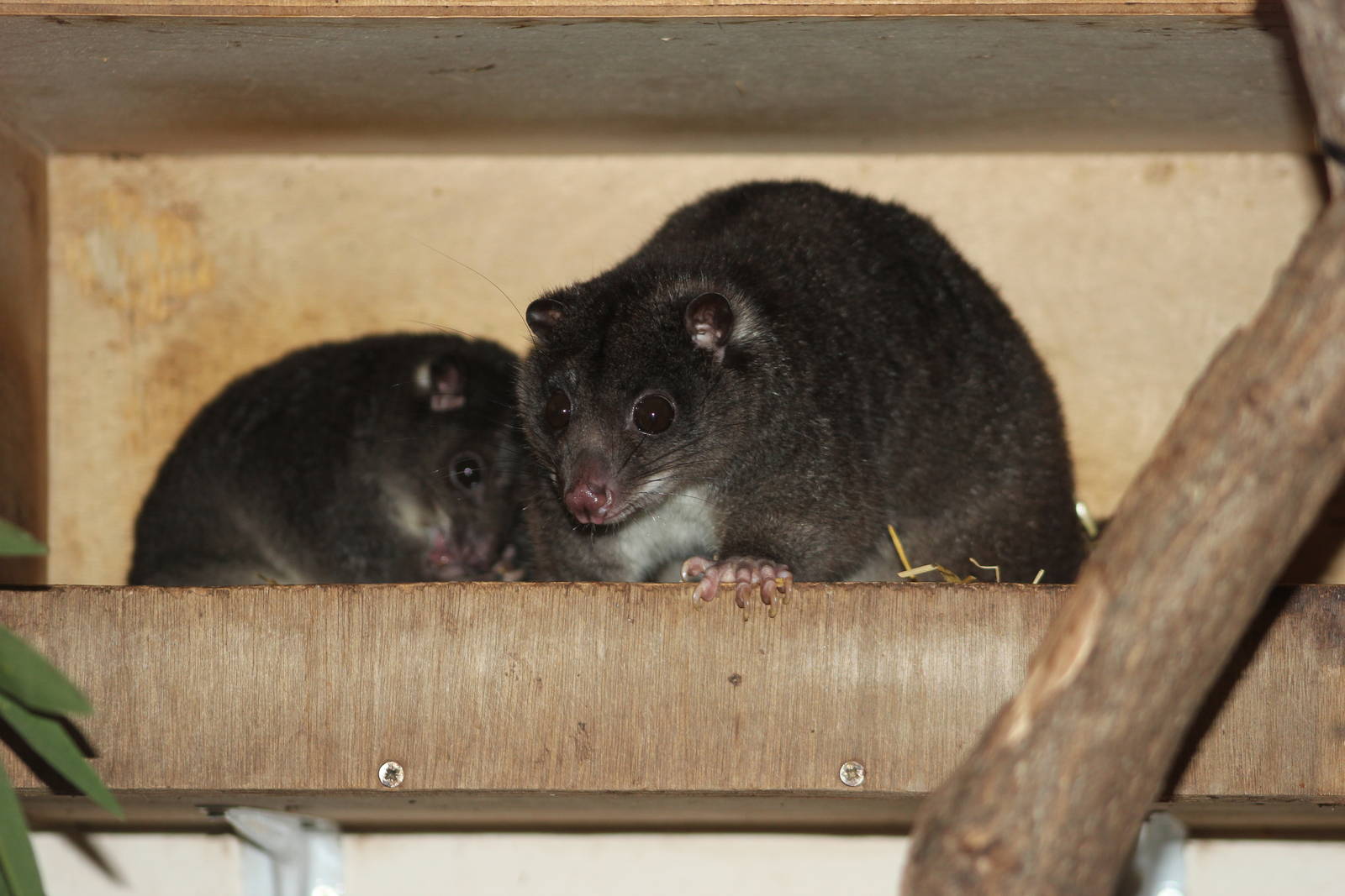 New Guinean ground cuscus