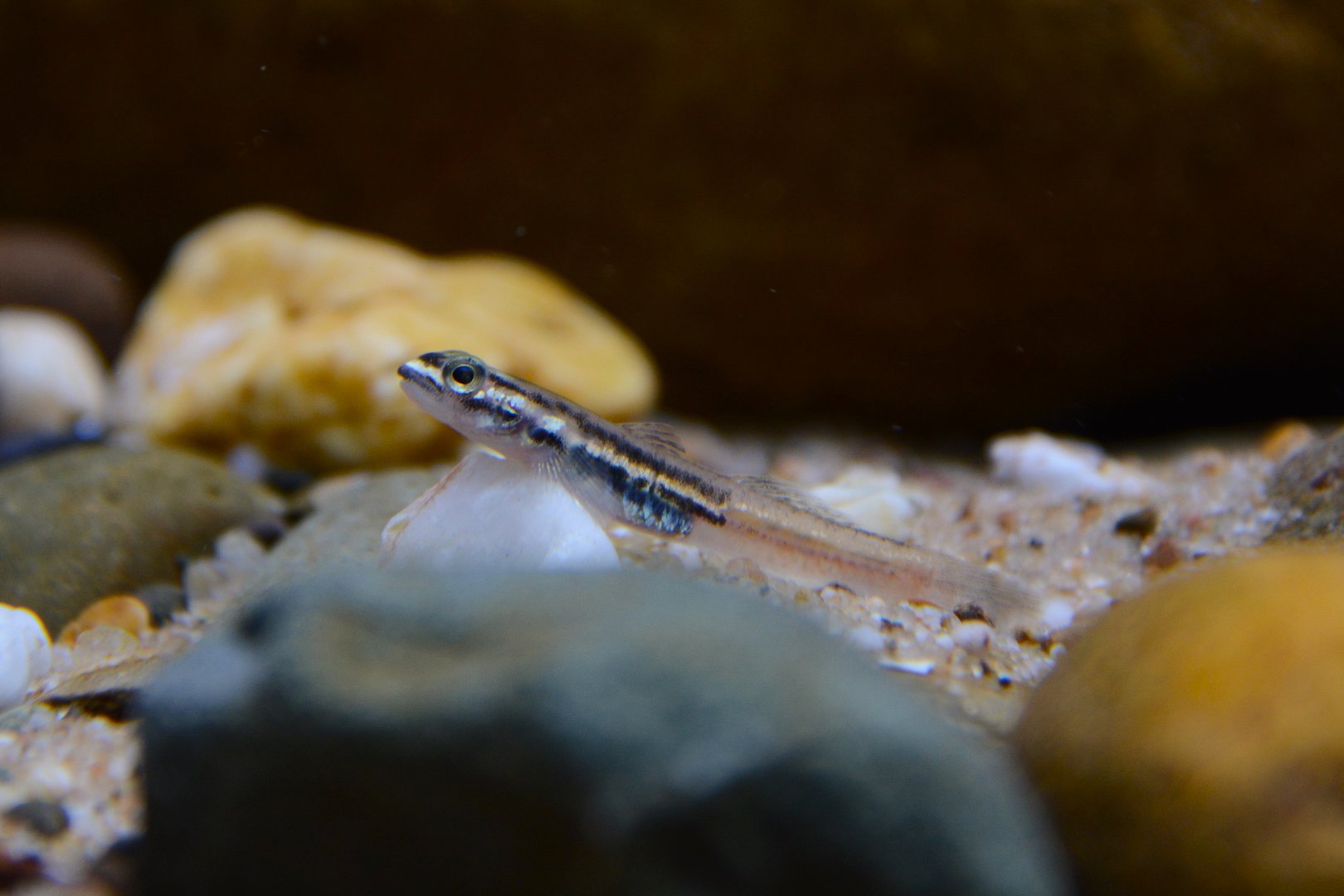 New Guinean neon goby (Sicyopus discordipinnis)