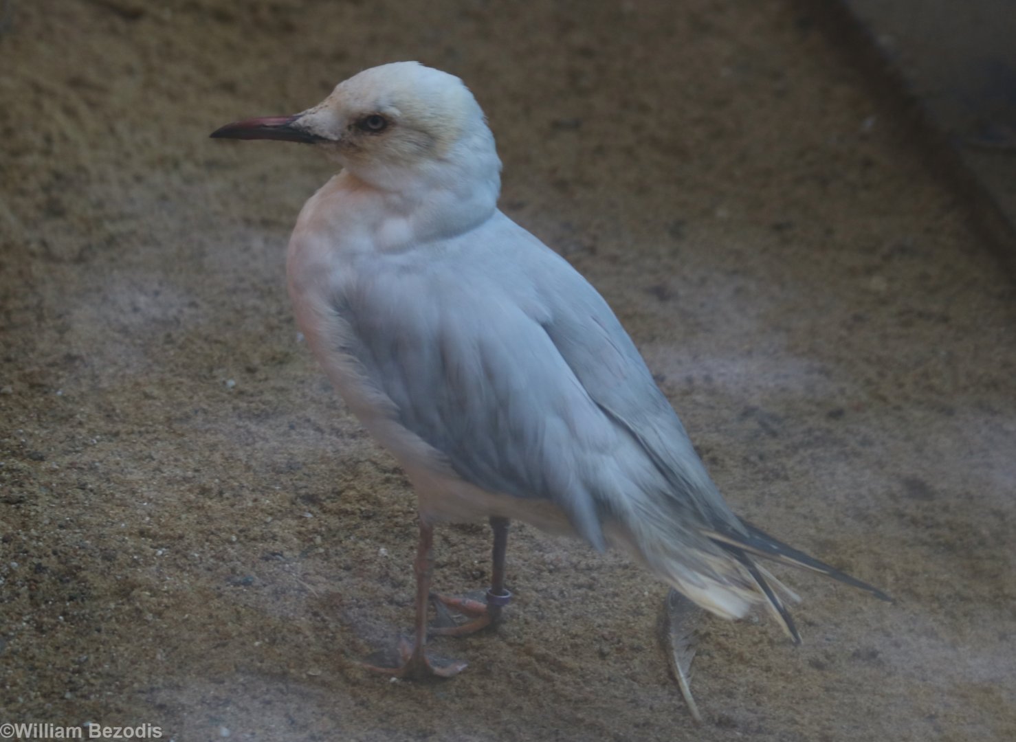 New Gull Species - Possibly Slender-billed?