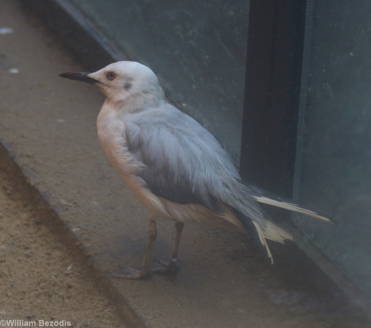 New Gull Species - Possibly Slender-billed?