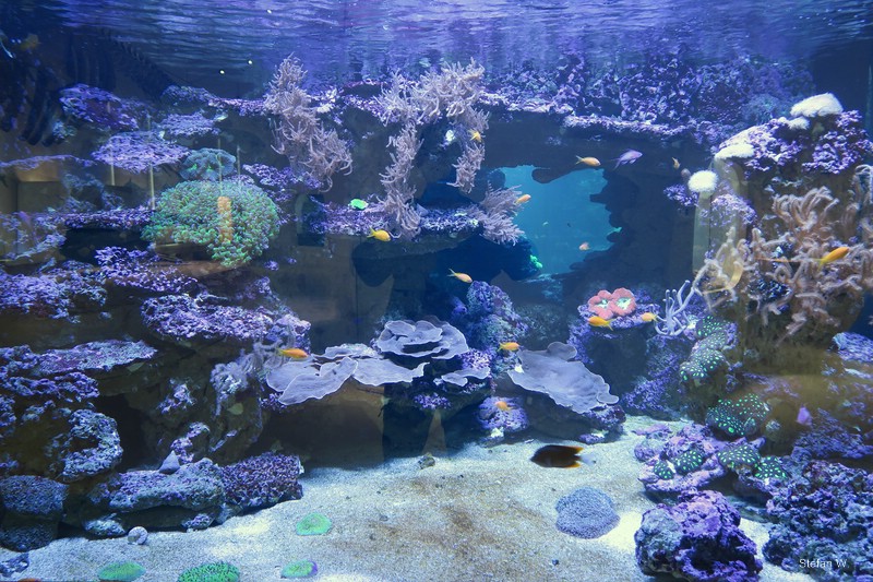 New Hall, Caribbean coral reef