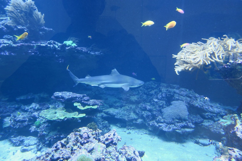 New Hall, coral reef  wit black tip reef shark