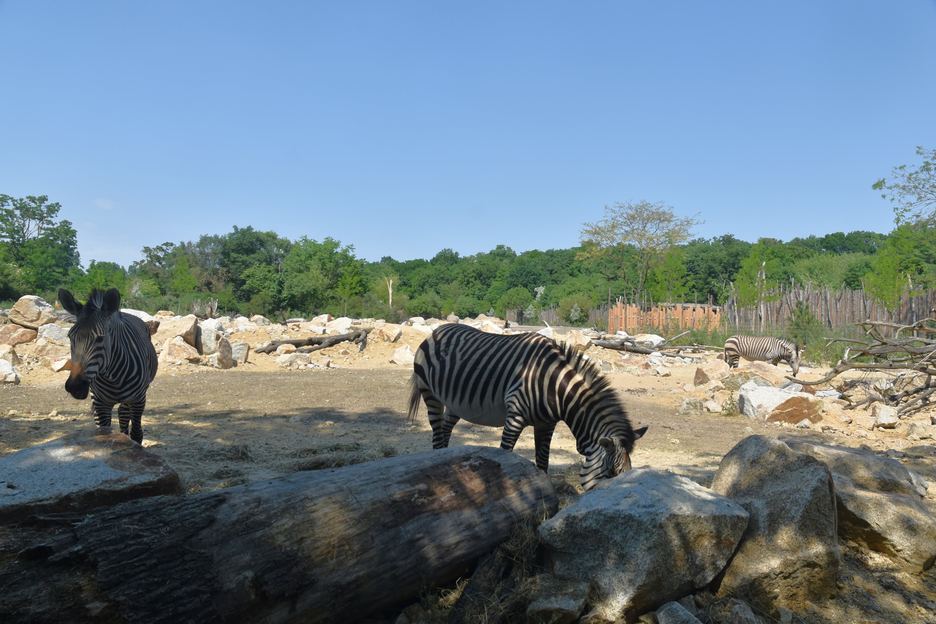 New Hartmann's Mountain Zebra Enclosure at Tierpark Berlin, 9th June 2023