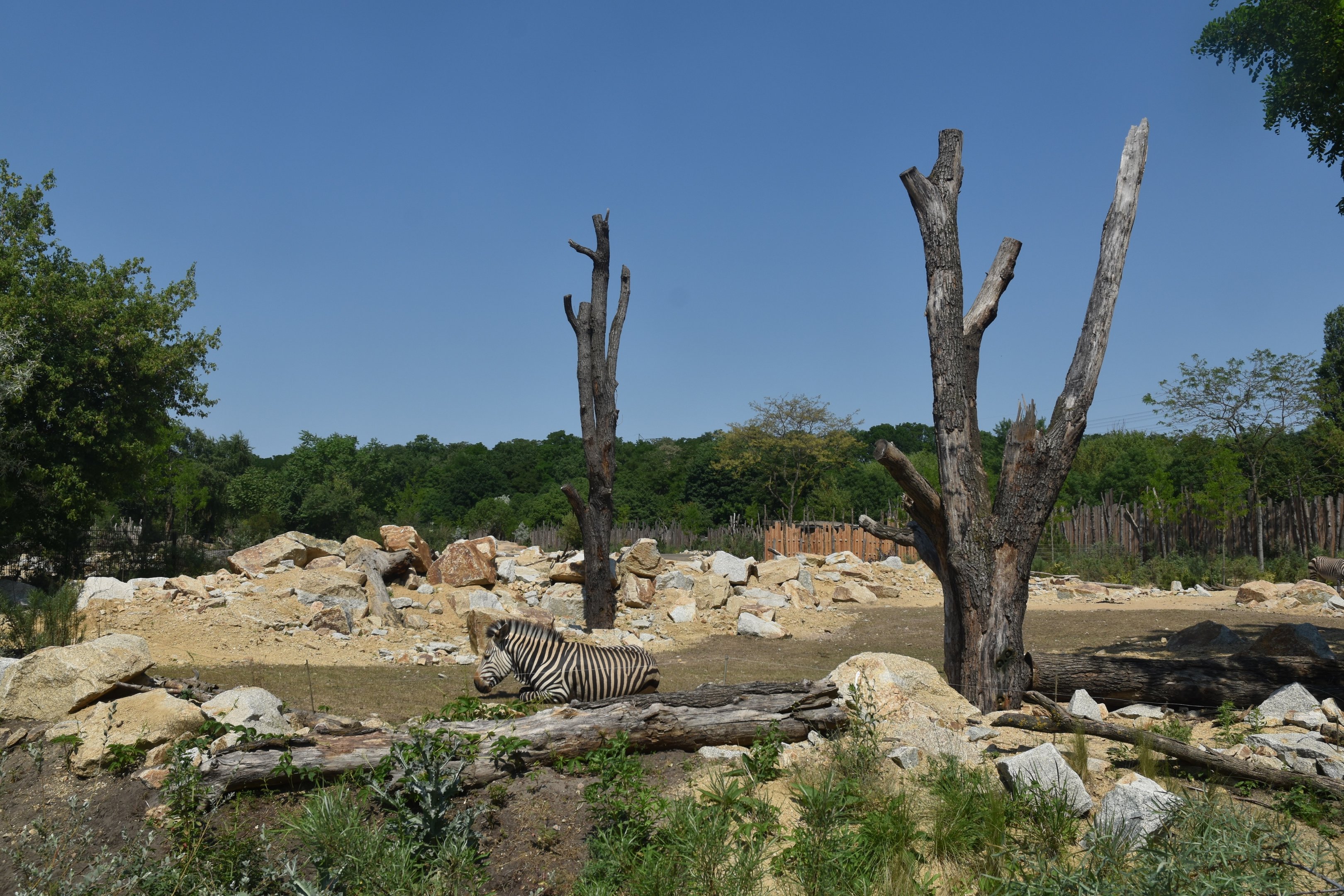 New Hartmann's Mountain Zebra Enclosure at Tierpark Berlin, 9th June 2023